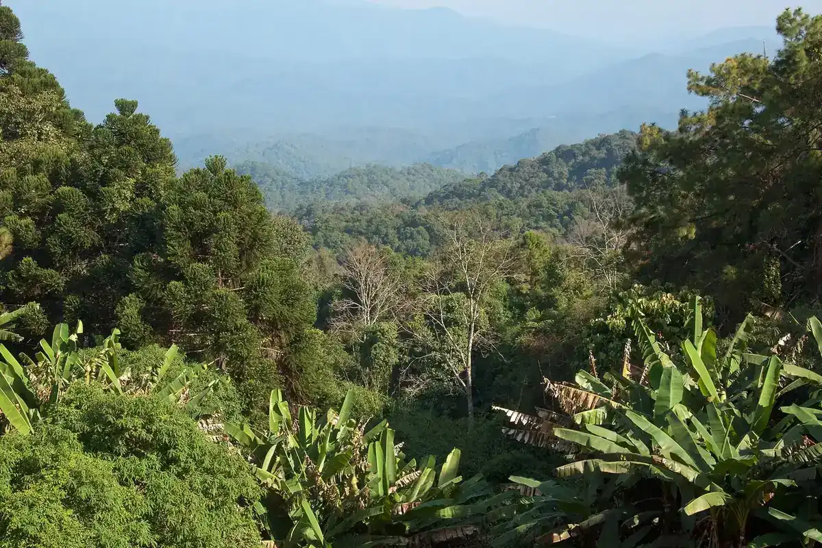 Chiang Mai